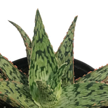 Load image into Gallery viewer, Aloe, 4in, Pink Blush

