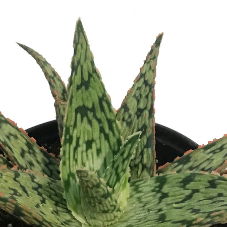 Aloe, 4in, Pink Blush