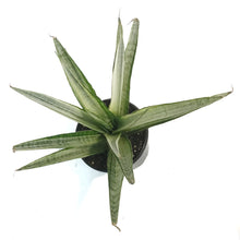 Load image into Gallery viewer, Sansevieria, 4in, Gabriella White
