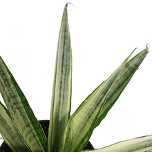 Load image into Gallery viewer, Sansevieria, 4in, Gabriella White
