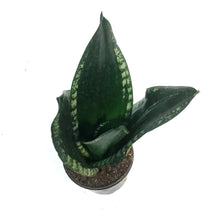Load image into Gallery viewer, Sansevieria, 4in, Whitney
