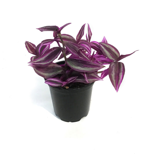 Tradescantia, 4in, Pink Paradise