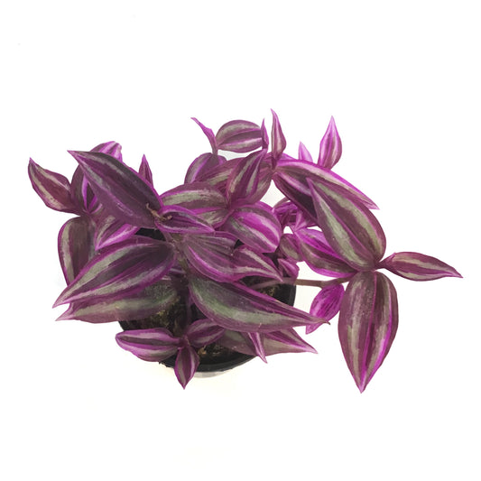 Tradescantia, 4in, Pink Paradise