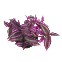 Load image into Gallery viewer, Tradescantia, 4in, Pink Paradise
