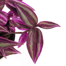 Load image into Gallery viewer, Tradescantia, 4in, Pink Paradise

