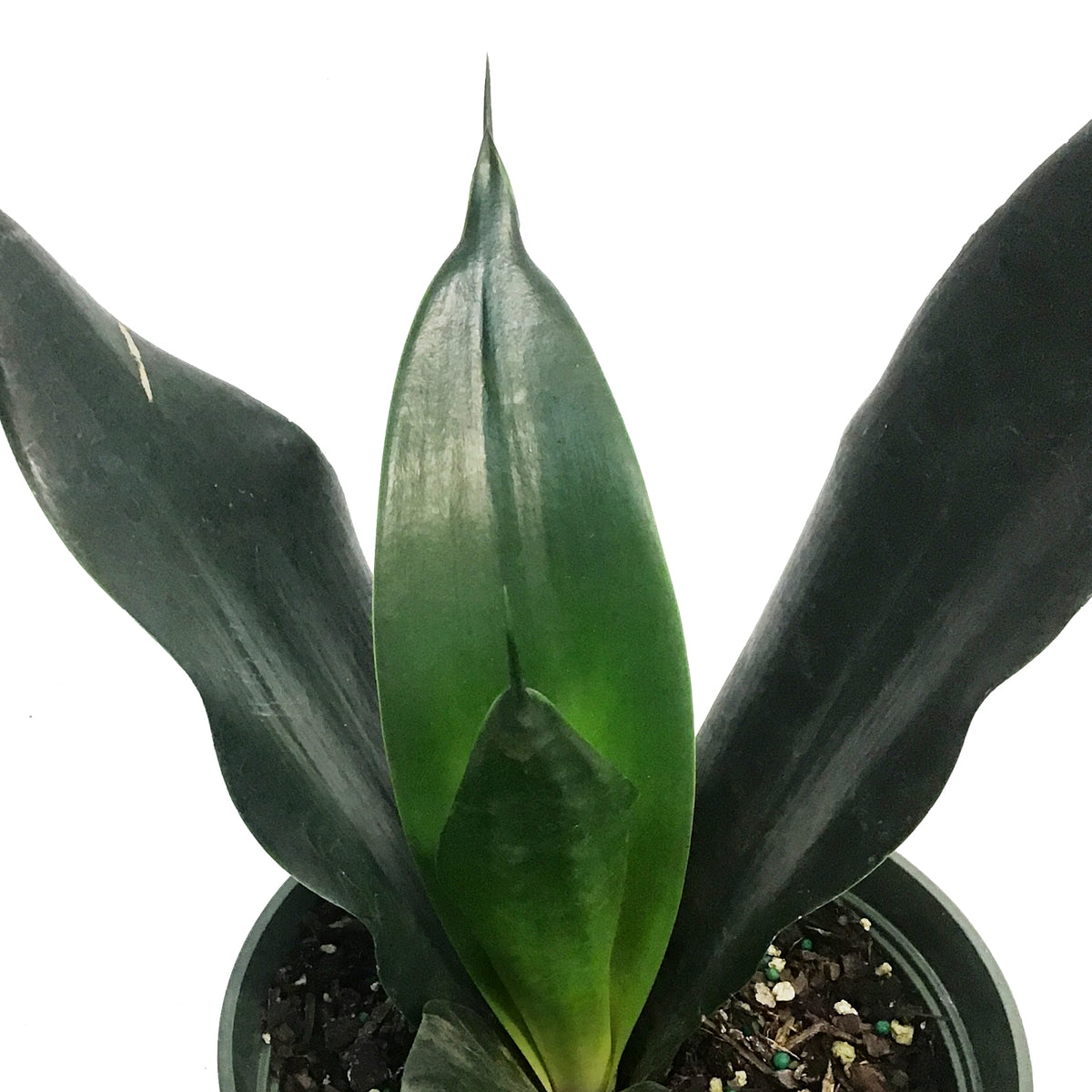 Sansevieria, 6in, Black Dragon