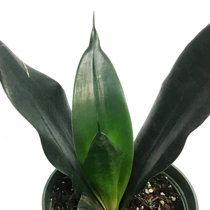 Sansevieria, 6in, Black Dragon
