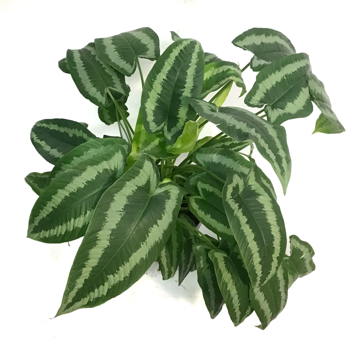 Schismatoglottis, 7in, Wallichii