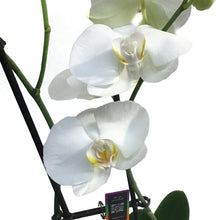 Load image into Gallery viewer, Orchid, 5in Magnifica 1-2 Spike
