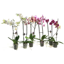 Load image into Gallery viewer, Orchid, 5in Magnifica 1-2 Spike
