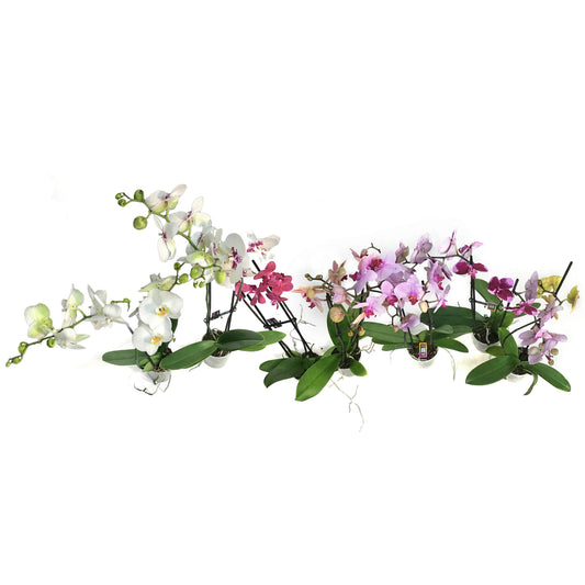 Orchid, 5in Magnifica 1-2 Spike