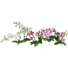 Load image into Gallery viewer, Orchid, 5in Magnifica 1-2 Spike
