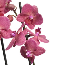 Load image into Gallery viewer, Orchid, 5in Magnifica 1-2 Spike
