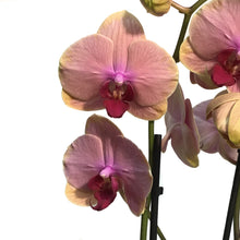 Load image into Gallery viewer, Orchid, 5in Magnifica 1-2 Spike
