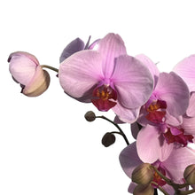 Load image into Gallery viewer, Orchid, 5in Magnifica 1-2 Spike
