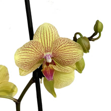 Load image into Gallery viewer, Orchid, 5in Magnifica 1-2 Spike

