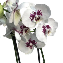 Load image into Gallery viewer, Orchid, 5in Magnifica 1-2 Spike
