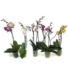 Load image into Gallery viewer, Orchid, 4in,Delight 1-2 Spike
