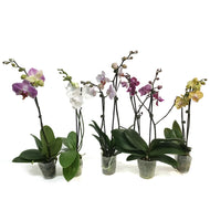 Orchid, 4in,Delight 1-2 Spike