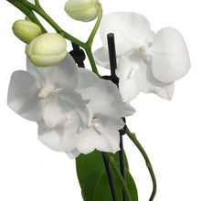 Load image into Gallery viewer, Orchid, 4in,Delight 1-2 Spike
