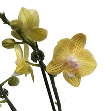 Load image into Gallery viewer, Orchid, 4in,Delight 1-2 Spike
