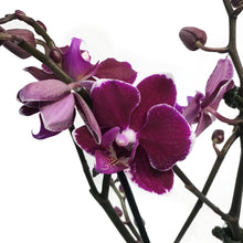 Load image into Gallery viewer, Orchid, 4in,Delight 1-2 Spike

