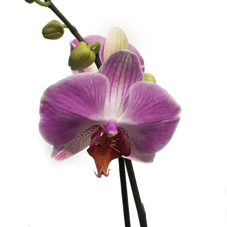 Orchid, 4in,Delight 1-2 Spike