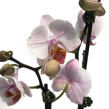 Load image into Gallery viewer, Orchid, 4in,Delight 1-2 Spike
