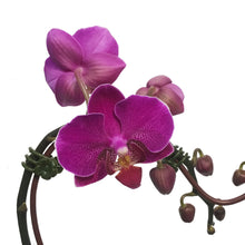 Load image into Gallery viewer, Orchid, 4in, Heart Shaped
