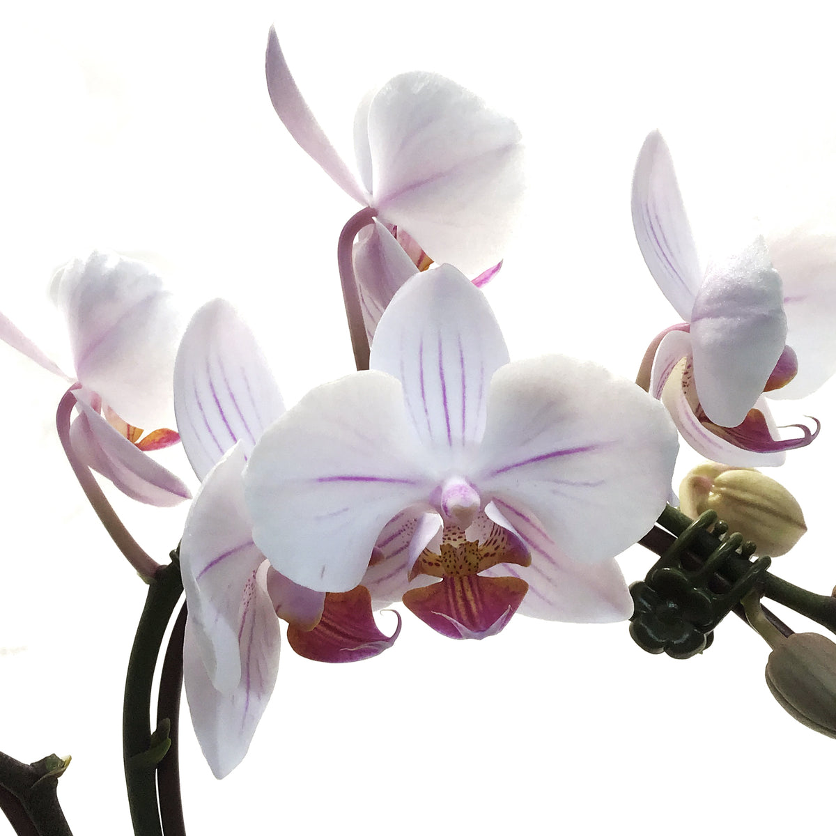 Orchid, 4in, Heart Shaped