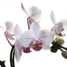 Load image into Gallery viewer, Orchid, 4in, Heart Shaped
