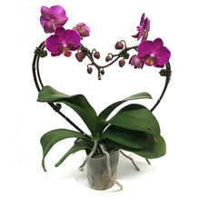 Load image into Gallery viewer, Orchid, 4in, Heart Shaped
