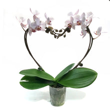 Load image into Gallery viewer, Orchid, 4in, Heart Shaped
