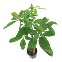 Load image into Gallery viewer, Money Tree, 4.5in, HarleyBraid
