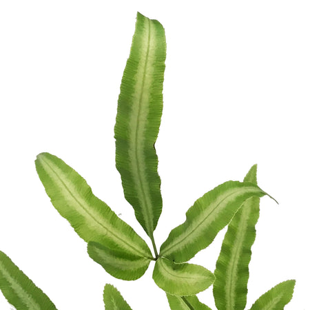 Fern, 3.5in, Ribbon
