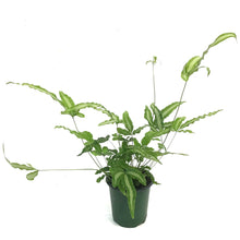 Load image into Gallery viewer, Fern, 3.5in, Ribbon
