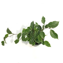 Load image into Gallery viewer, Ficus, 3.5in, Benjamina Variegated
