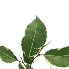 Load image into Gallery viewer, Ficus, 3.5in, Benjamina Variegated
