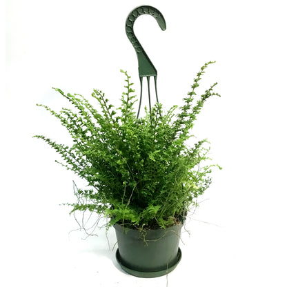 Fern, 6in HB, Green Fantasy