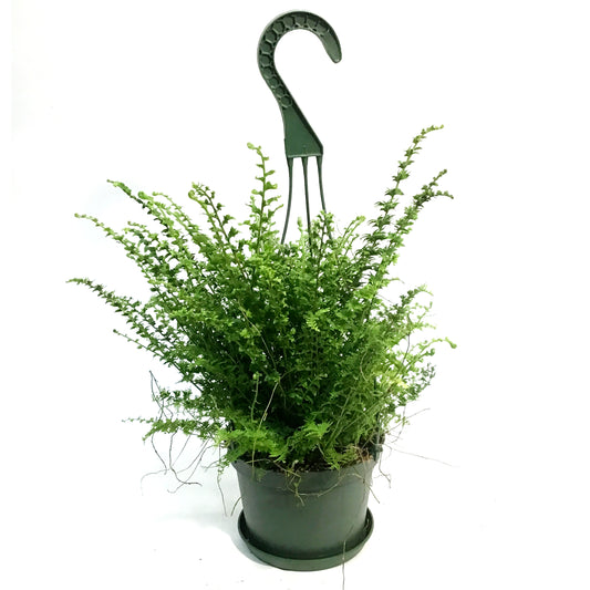 Fern, 6in HB, Green Fantasy