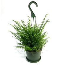 Load image into Gallery viewer, Fern, 6in HB, Green Fantasy
