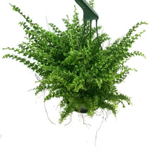 Load image into Gallery viewer, Fern, 6in HB, Green Fantasy
