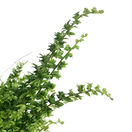 Fern, 6in HB, Green Fantasy
