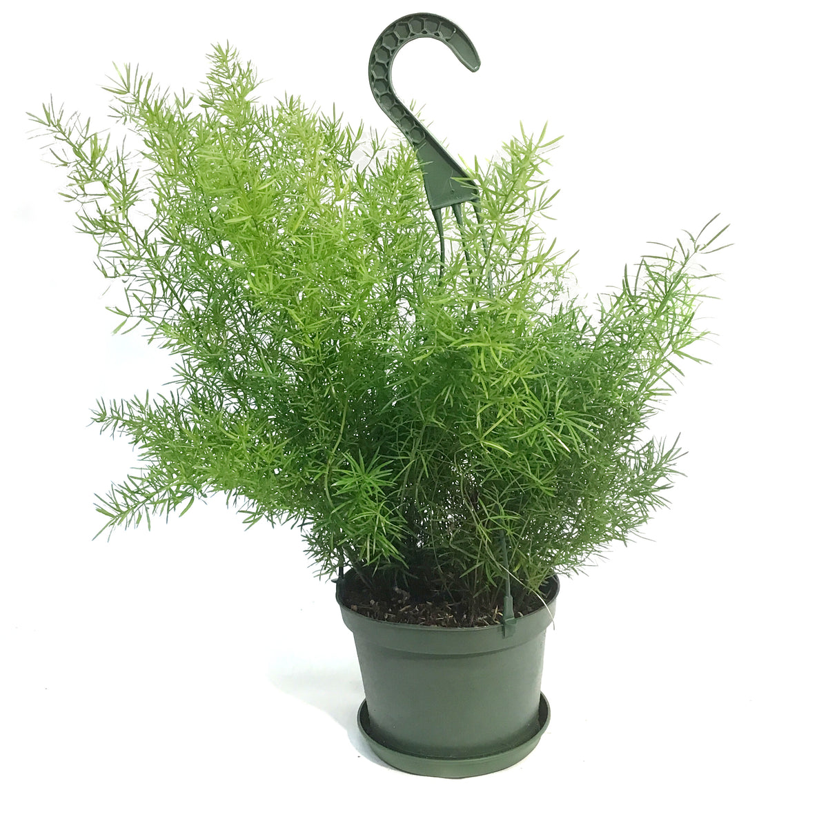 Fern, 6in HB, Sprengeri