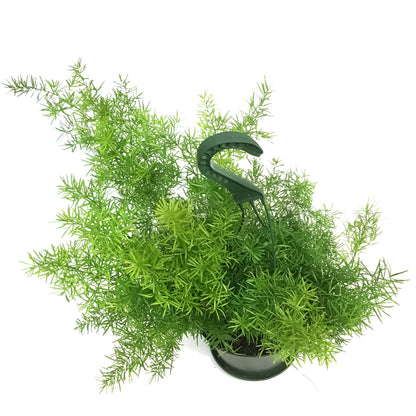 Fern, 6in HB, Sprengeri