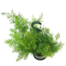 Load image into Gallery viewer, Fern, 6in HB, Sprengeri
