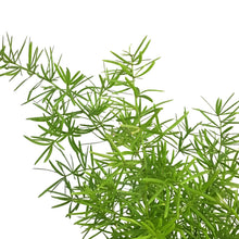 Load image into Gallery viewer, Fern, 6in HB, Sprengeri
