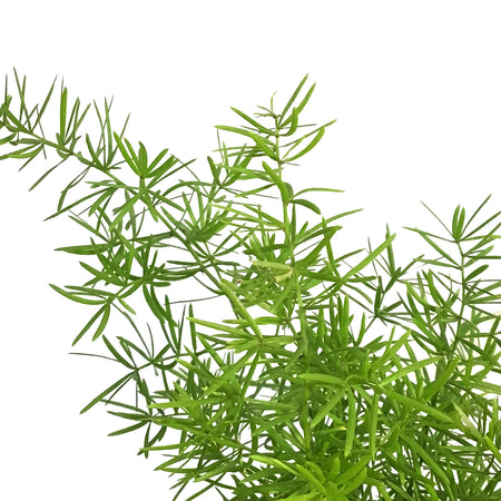 Fern, 6in HB, Sprengeri