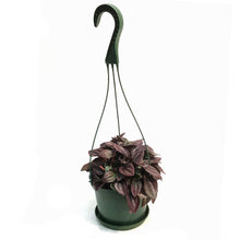 Load image into Gallery viewer, Peperomia, 6in HB, Cayenne
