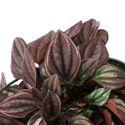 Peperomia, 6in HB, Cayenne